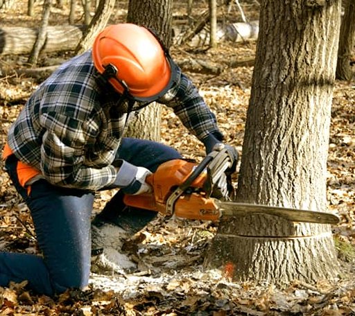 Tree Removal in Cadogan, PA